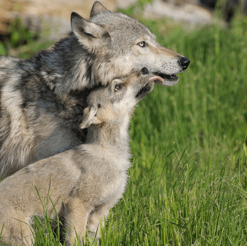 Protect the Endangered Gray Wolf!